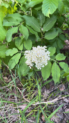 red-berried elder
