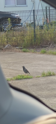 White-cheeked Starling