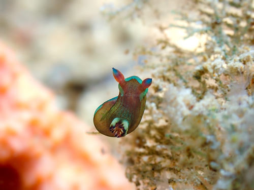 Gloomy Nudibranch — seen at this dive site