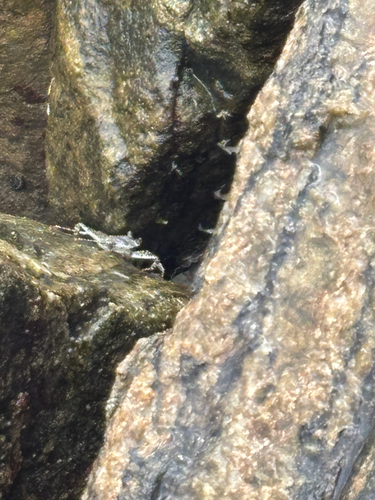 Thin-shelled Rock Crab
