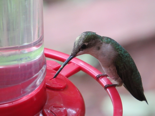 Ruby-throated Hummingbird