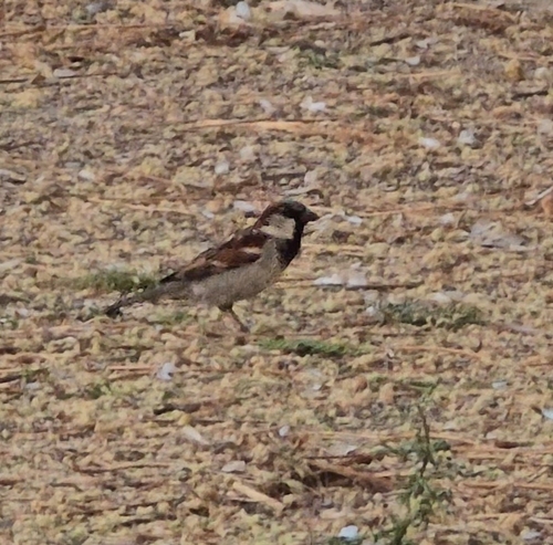 House Sparrow (Passer domesticus)