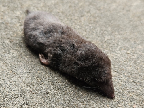 Southern Short-tailed Shrew observed by jmaybry