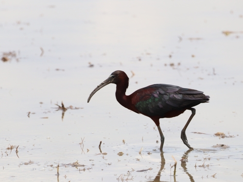 Glossy Ibis