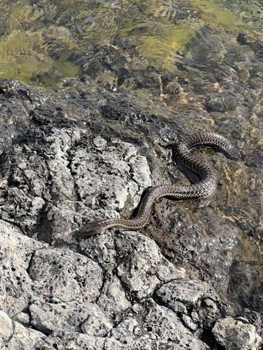 Western Terrestrial Garter Snake
