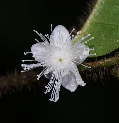 Symplocos pulchra
