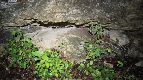 Yucatan Rat Snake