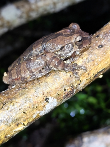 Mexican Treefrog