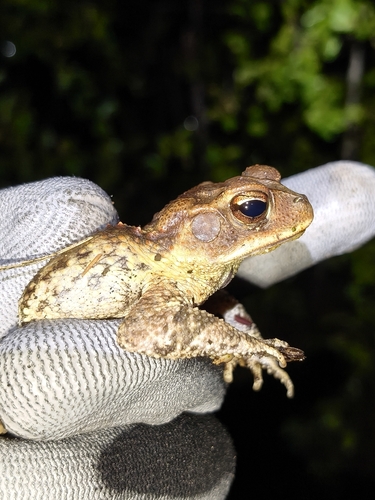 Central American Gulf Coast Toad