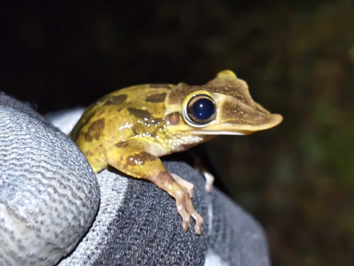 Yucatán Casque-headed Tree Frog