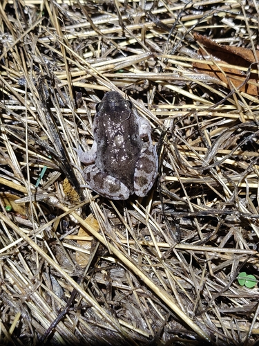 Mexican White-lipped Frog