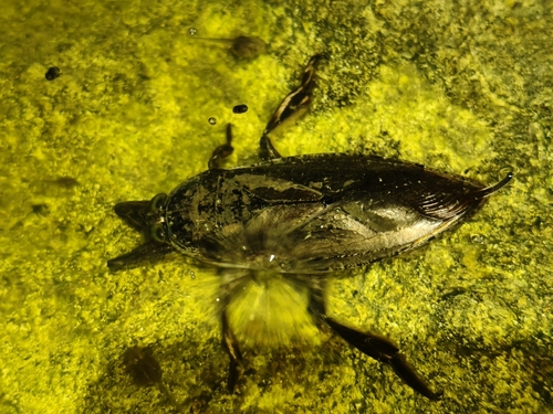Lethocerus medius
