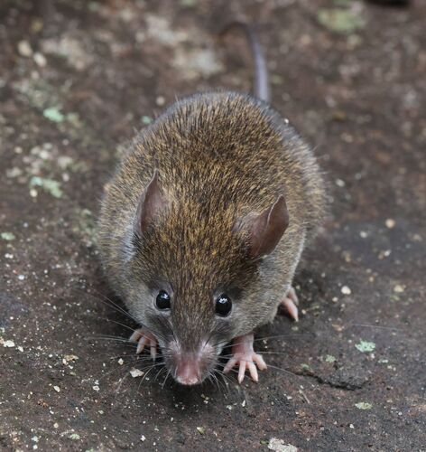 Mayor’s Mouse