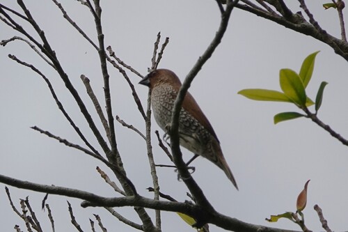 Scaly-breasted Munia