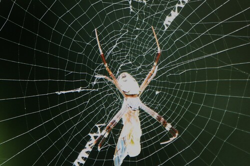 Argiope dang