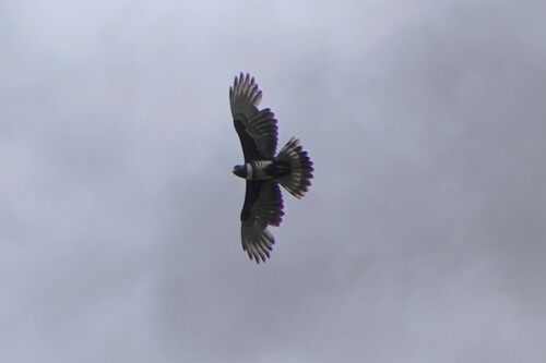 Black Baza
