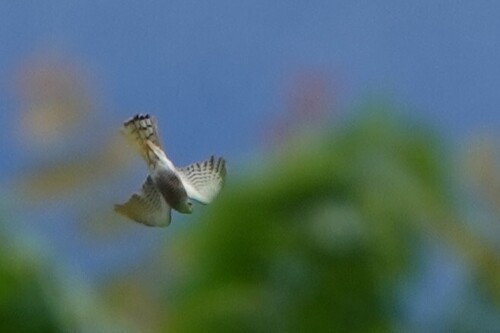 Shikra