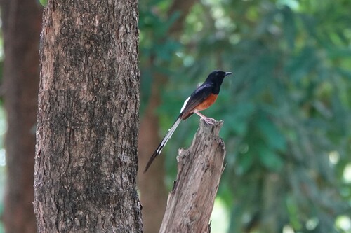 White-rumped Shama