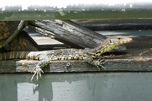 Indomalayan Water Monitor
