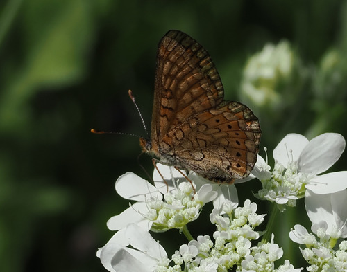 Marsh Fritillary