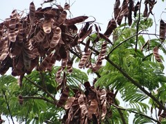 Image of Acacia glomerosa