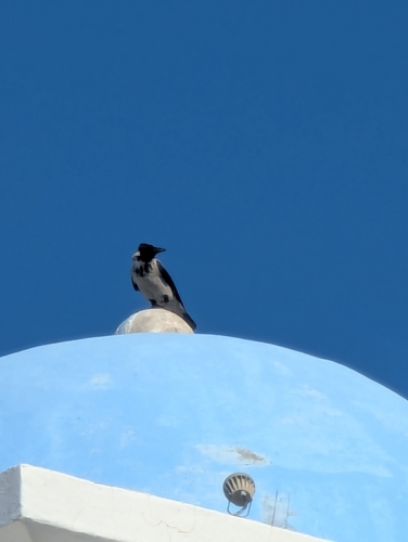 Hooded Crow
