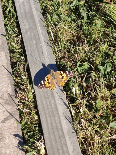 Painted Lady