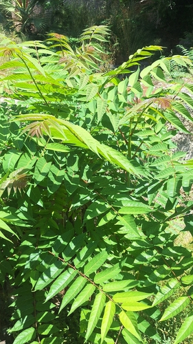 tree-of-heaven