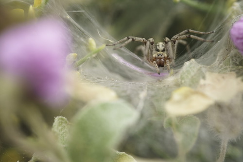 Grass Funnel-web Spiders