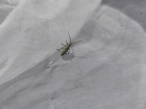 Meadow Plant Bug