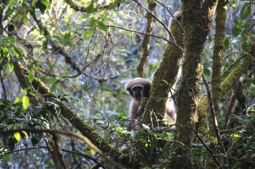 Western Hoolock Gibbon