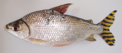 Flagtail Prochilodus (Semaprochilodus insignis) · iNaturalist
