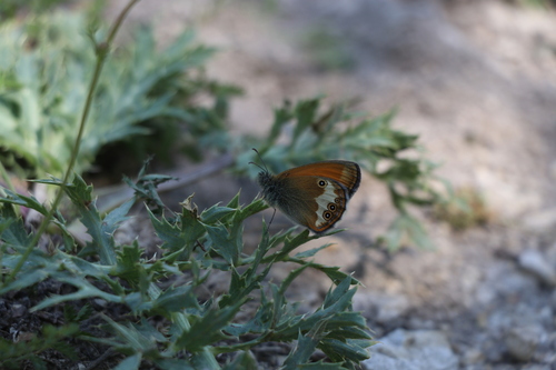 Pearly Heath