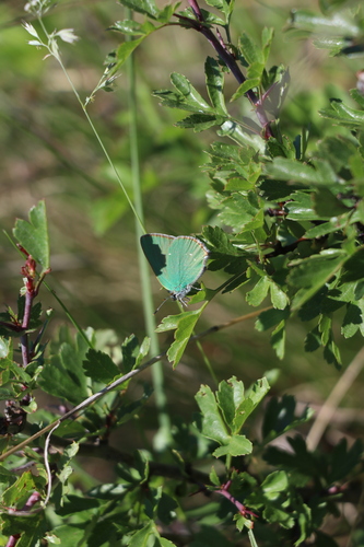 Green Hairstreak