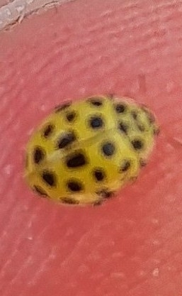 22-spot Ladybird