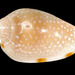 Seaboard Marginella - Photo (c) trinectes, all rights reserved, uploaded by trinectes