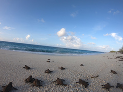 Hawksbill Sea Turtle