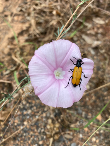 Four-spotted Blisterbeetle