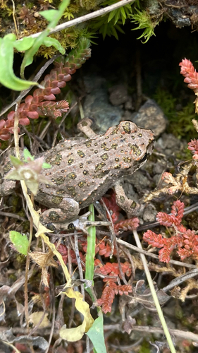 Green Toad