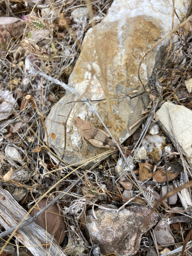 Oedipoda