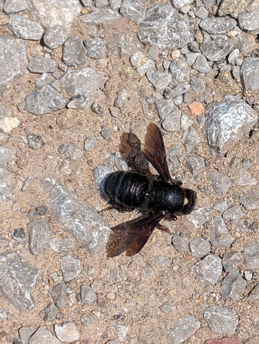 Black Mud Bee