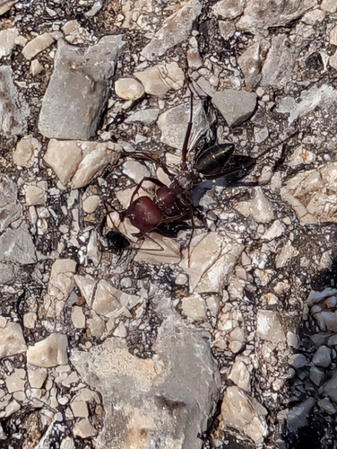 Nodal Desert Ant