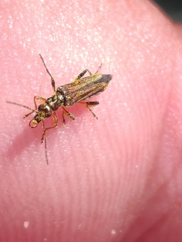 Oedemera barbara