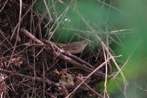 Common Nightingale
