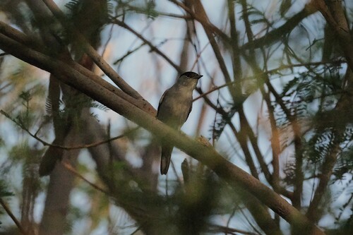 Eurasian Blackcap