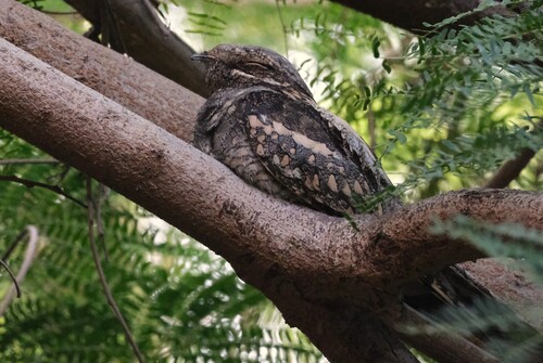Eurasian Nightjar