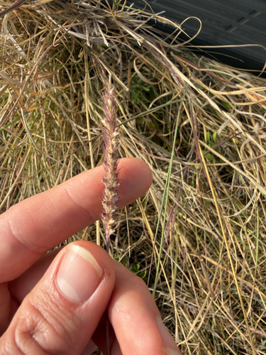 knotroot bristlegrass