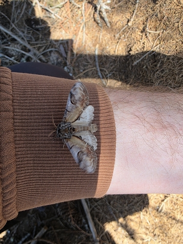 Pebble Prominent