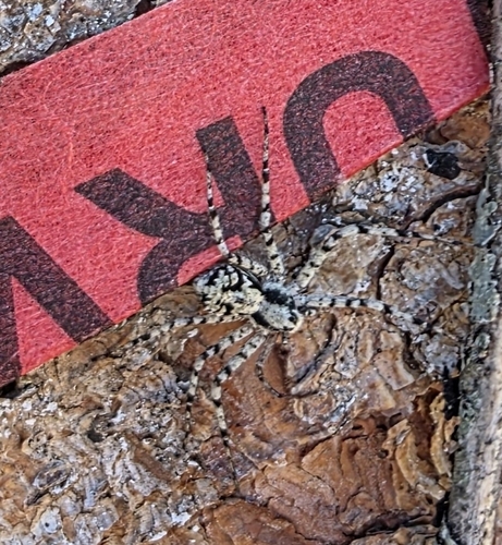 Lichen Running Spider