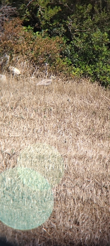 Eurasian Stone-curlew